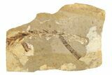 Conifer Needle (Metasequoia) Fossil - McAbee, BC #274126-1
